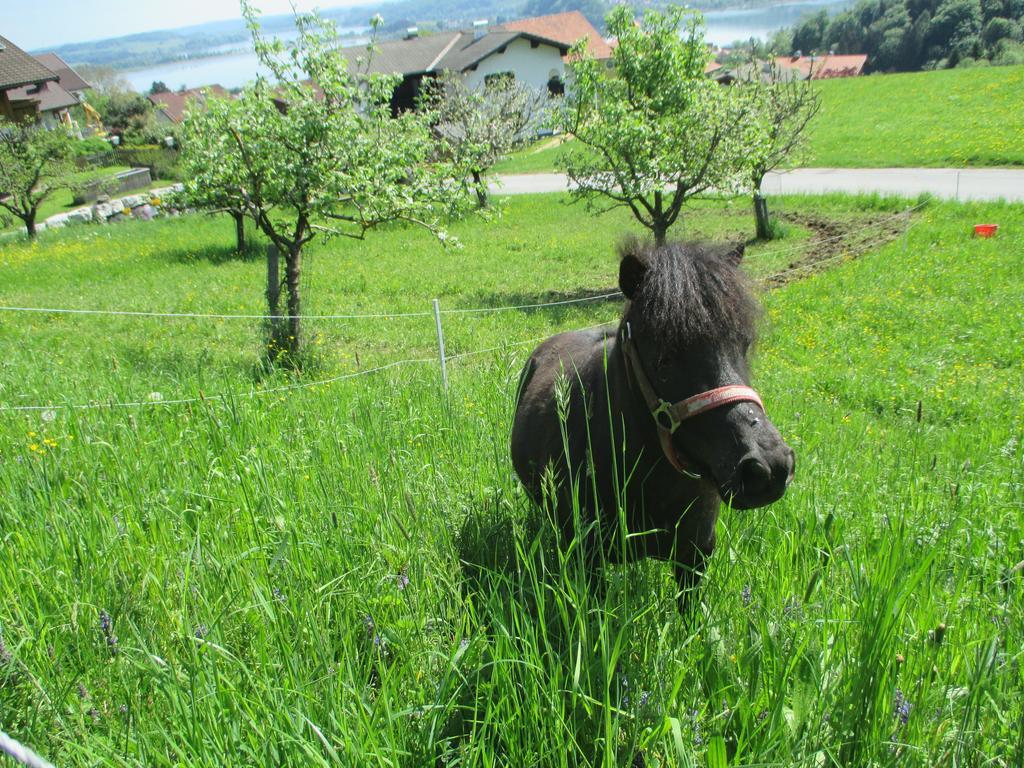 Stiedlbauerhof Seeham Quarto foto